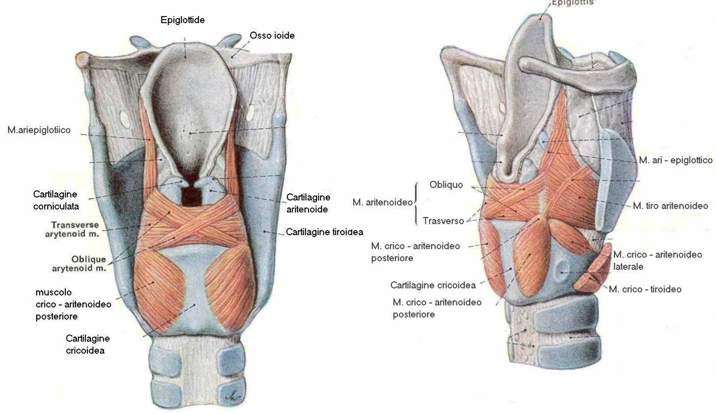 O Ataque Das Pregas Vocais Parte Fisioterapia Em Performance