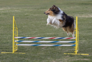 Rough_Collie_agility_jump