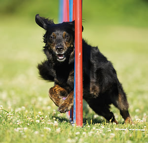 dog-agility