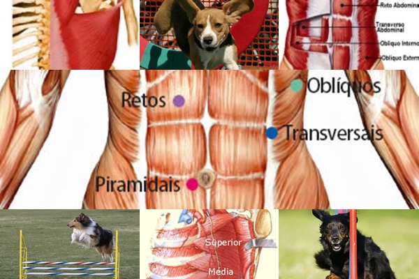 aquecimentomuscularfase2