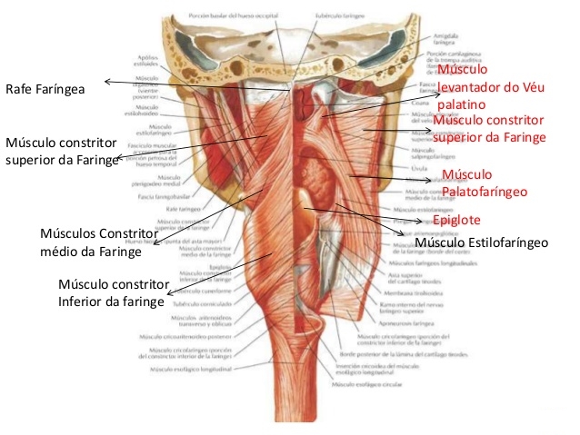 musculospalato